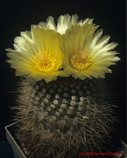 Notocactus cv.  (2)